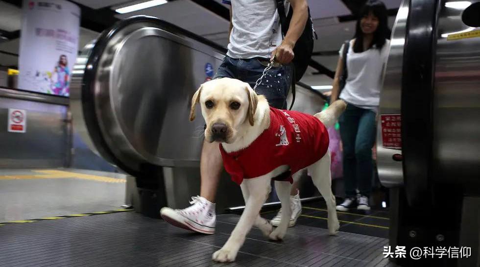 导盲犬多少钱一只（导盲犬怎么知道主人要去哪里）