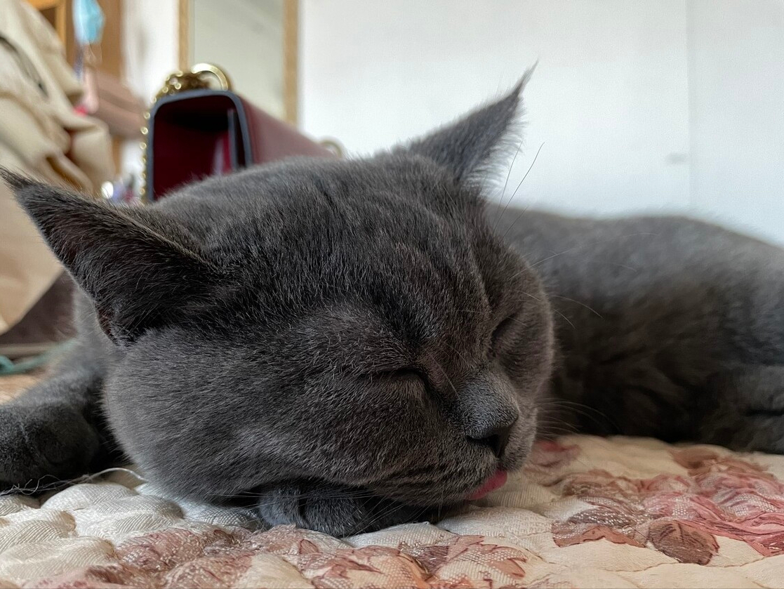 养短毛猫的详细步骤（欧洲短毛猫如何饲养）