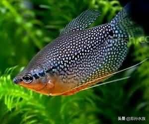 珍珠马甲鱼喜欢吃什么（附：饲养珍珠马甲鱼注意事项）