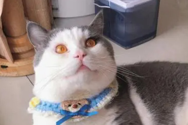 常用的宠物驱虫药市场价是多少