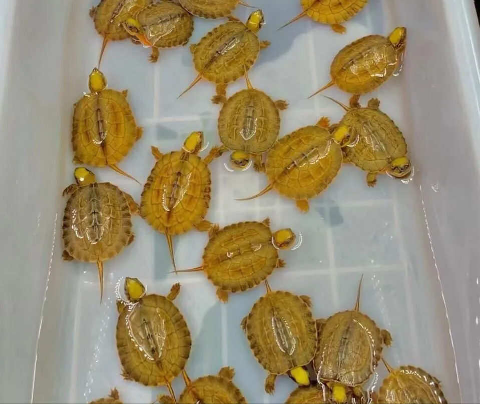 金钱龟分别有几个品种（金钱龟品种图片及特征）