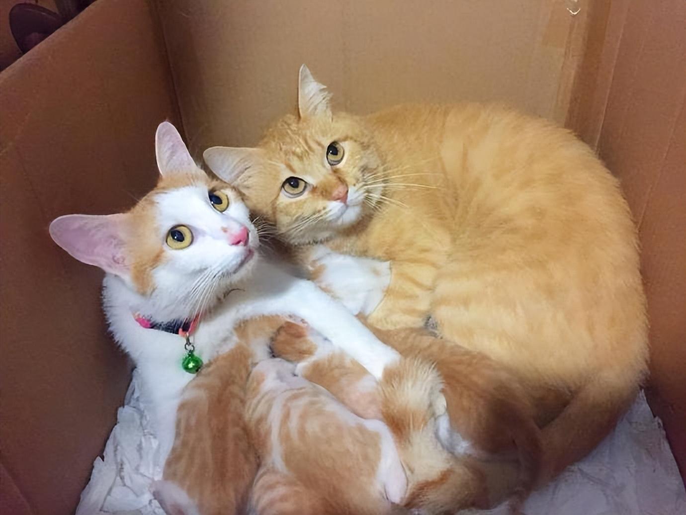 人摸过小猫猫妈妈就不要了吗（盘点和猫咪关系再好也不能做的事）