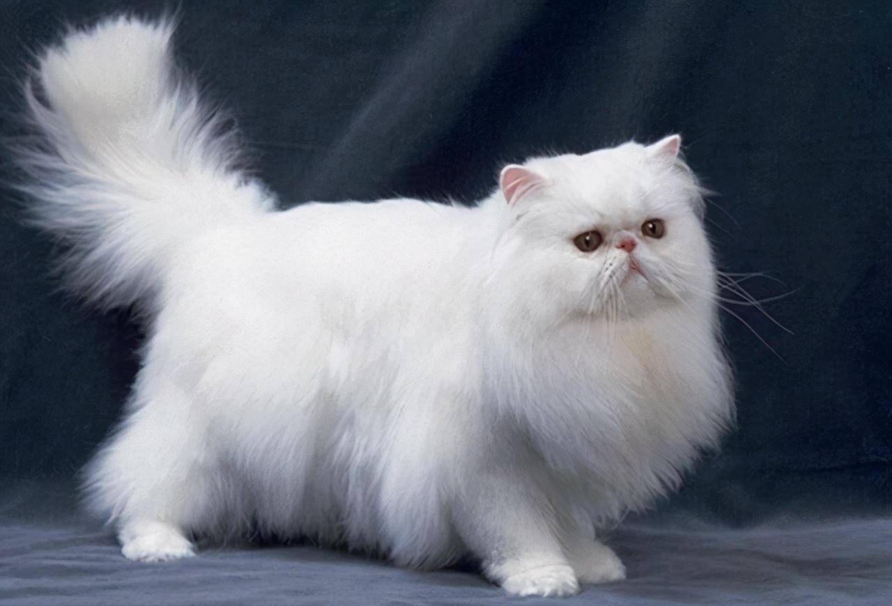 盘点十大颜值高的猫（猫都有什么品种图片）