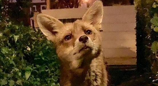 受伤狐狸寻求男子帮助，试探一年后，却带着“孩子”来投奔！