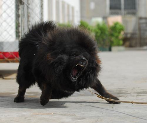 细犬价格多少钱一只（中华细狗的价格）