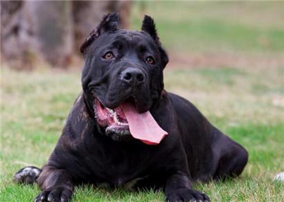 卡斯罗犬如何训练