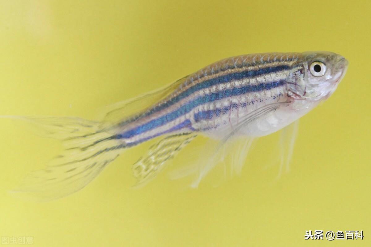 养斑马鱼水温多少度合适（了解斑马鱼饲养步骤大全）