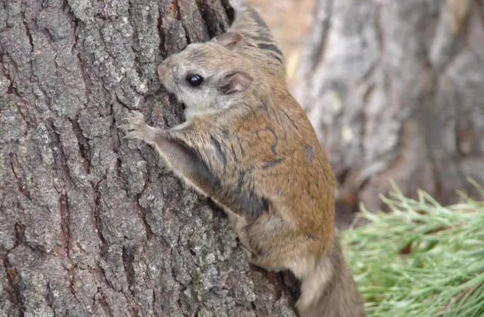 寒号鸟是种什么动物（寒号鸟是鼠类还是鸟类讲解）