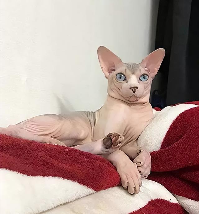 什么猫最贵(什么猫最贵最值钱排名)