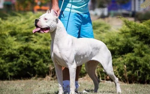 世界上最傻的是什么品种的狗（附：最厉害的狗排名前十）