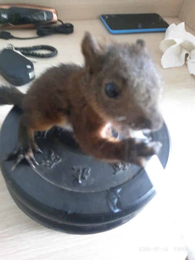 魔王松鼠（附：喂养松鼠的一周心得）