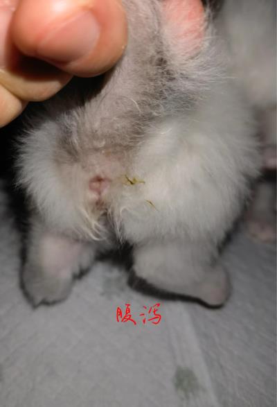 猫咪肠胃炎能吃鸡胸肉吗（猫咪肠胃炎症状及治疗方式）