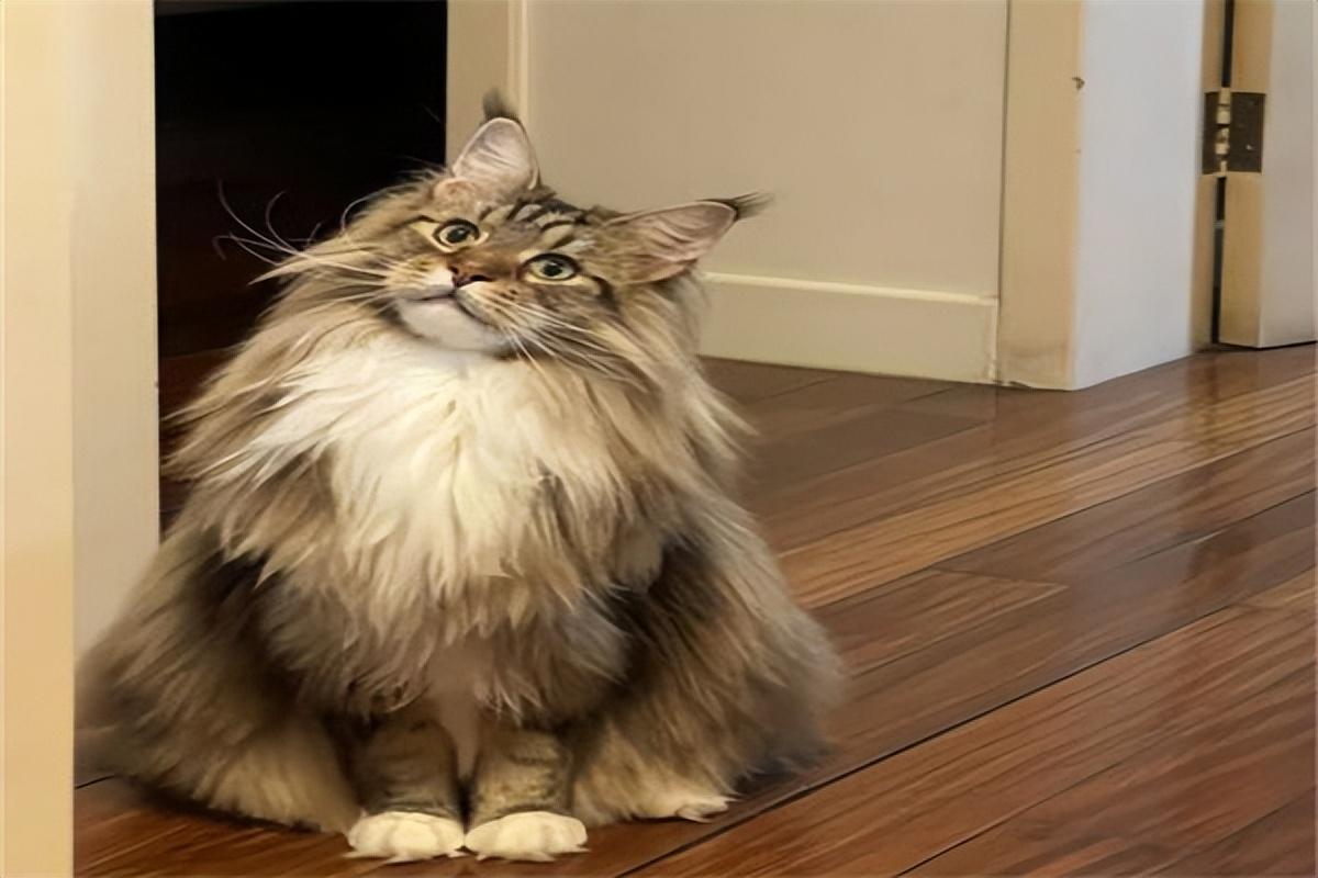 纯种银虎缅因猫价格一览表2023