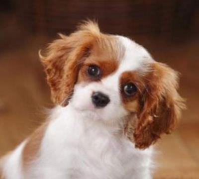 骑士查理王猎犬（查尔斯王骑士猎犬）