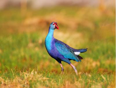 中国稀有的最美水鸟紫水鸡