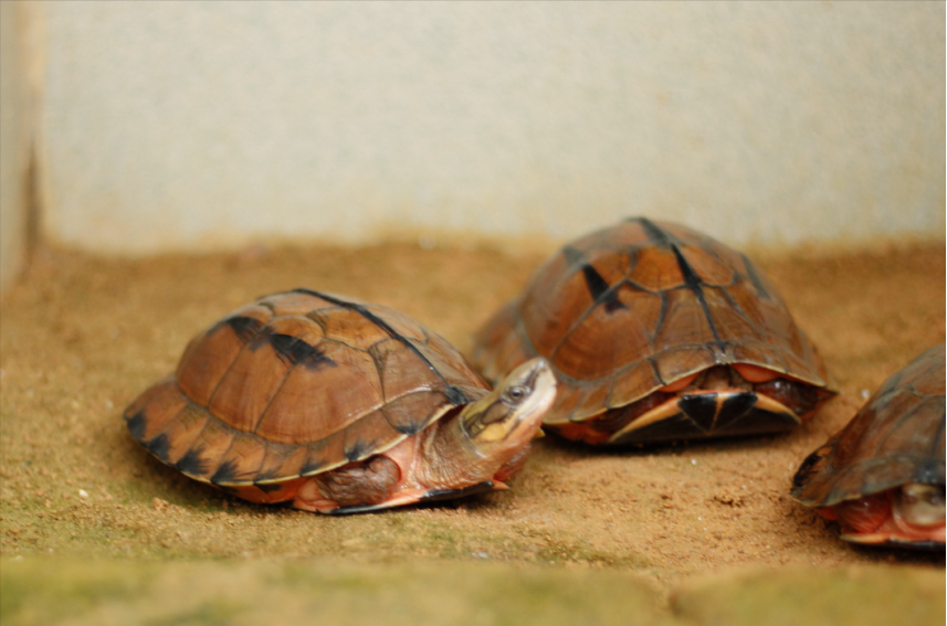 金钱龟龟苗价多少钱一只（附：金钱龟幼龟图片）