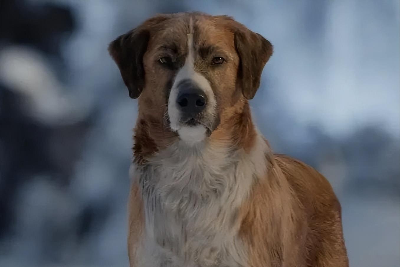 关于狗的电影排行榜前十名中国有哪些（狗狗电影排行榜前十名搞笑）