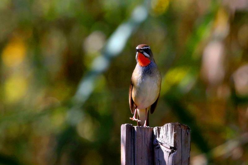 饲养靛鸟该注意哪些（详解：蓝靛鸟的大叫十三口）