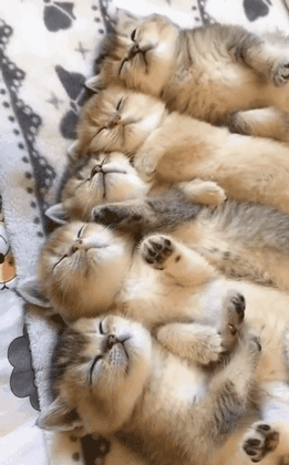 把猫咪送走它明白吗（把猫送走了猫会伤心会恨主人吗）