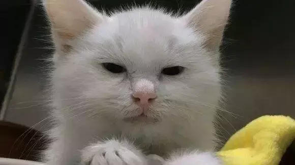 猫瘟多久传染给另一只猫（接触过猫瘟的猫怎么预防感染）