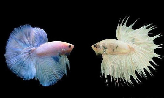 泰国斗鱼的养殖方法，赶紧码住吧！