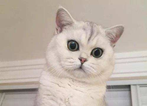 银渐层与波斯猫会生出啥样的猫（细解银渐层的复杂血统来源）