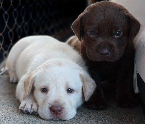 拉布拉多犬图片幼犬（拉布拉多6个品种的图片）