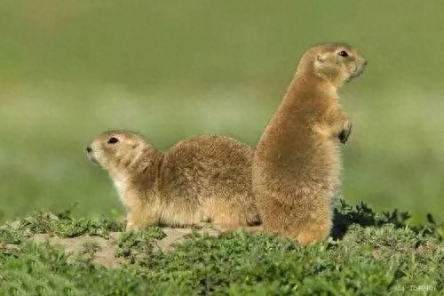土拨鼠是保护动物吗（附：掏空草场的“大肥鼠”如今已在泛滥）