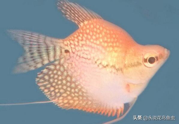 推荐好养的热带鱼排名（热带鱼的种类有哪些）