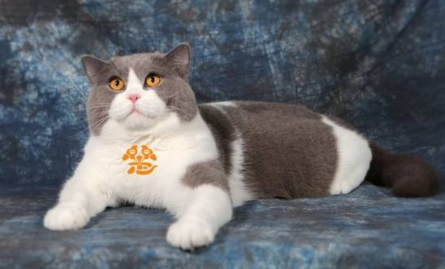 蓝猫和银渐层配出来是什么品种(蓝猫和银渐层配出什么猫)