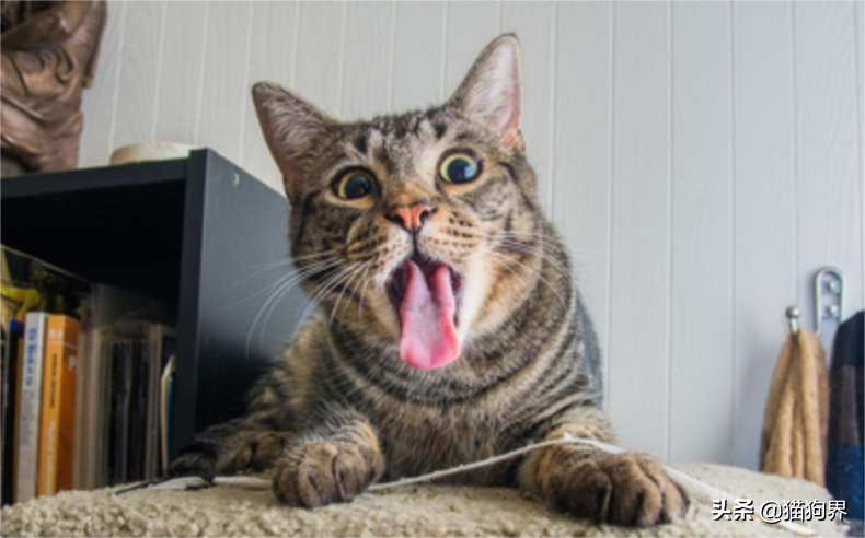 盘点猫的特点有哪些及性格（猫的资料详细介绍）