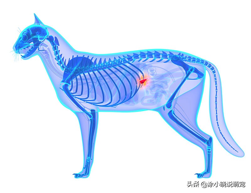 猫咪胰腺炎有什么症状(猫咪胰腺炎的早期症状)