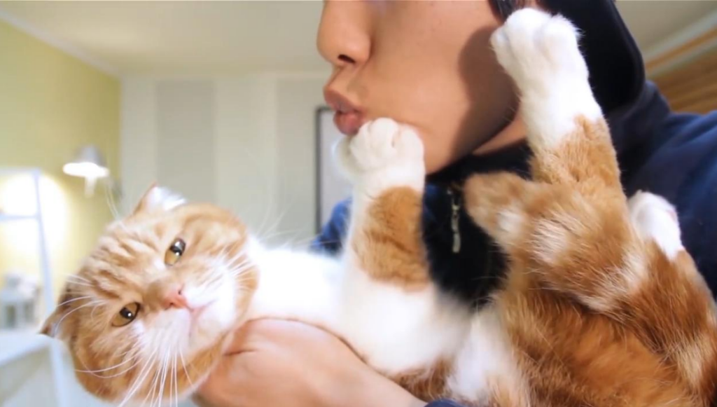 把猫咪送走它明白吗（把猫送走了猫会伤心会恨主人吗）