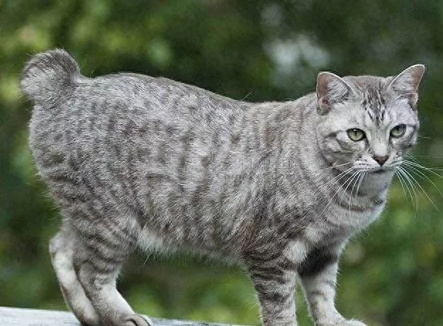 短尾猫有这么多品种你知道吗