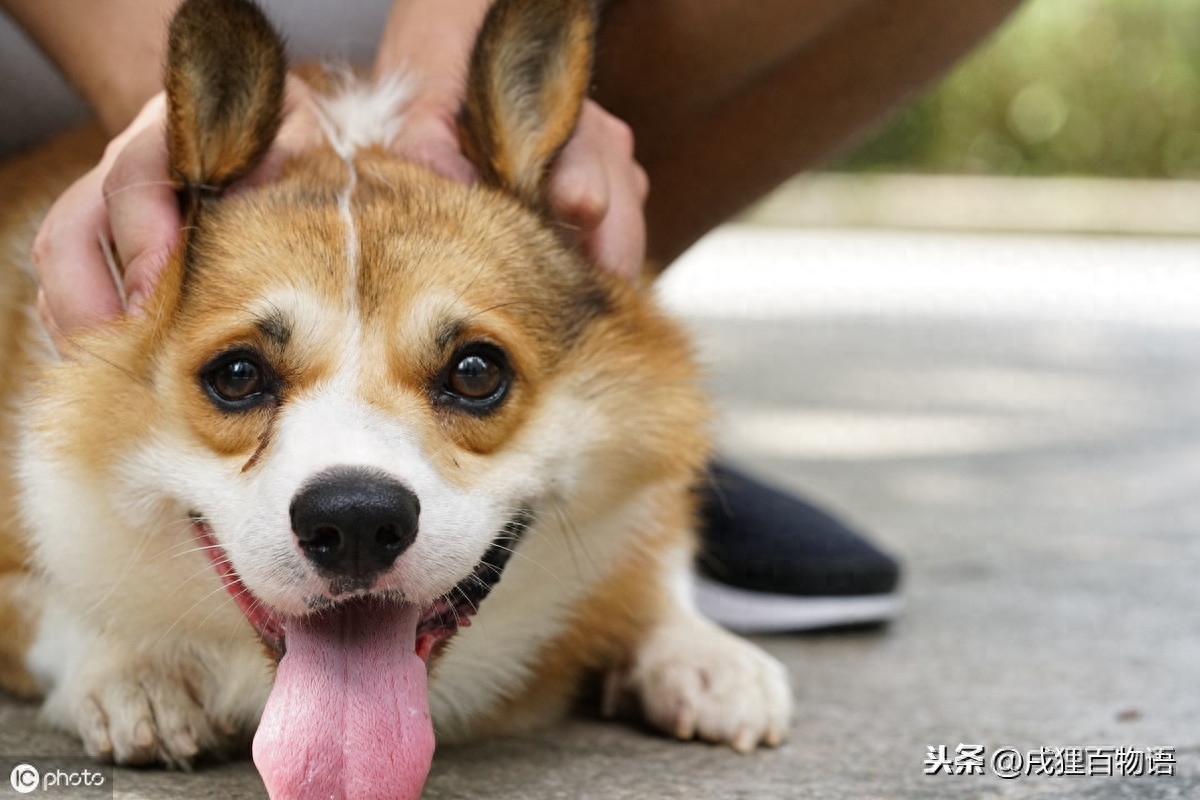 狗吃巧克力一定会死吗