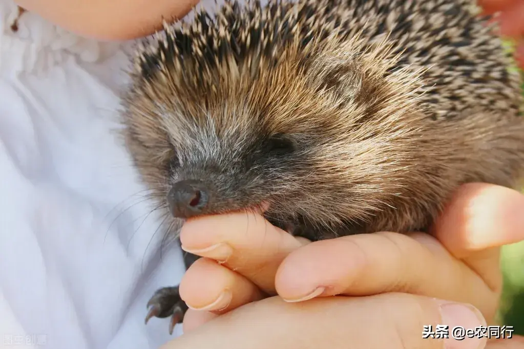 杀一只刺猬判刑多久(中国对刺猬的判刑规定)