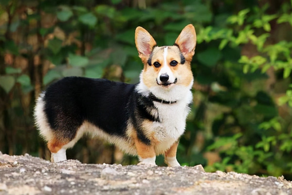 纯种品相好的柯基犬多少钱一只（附：知名犬舍的柯基可能更昂贵）