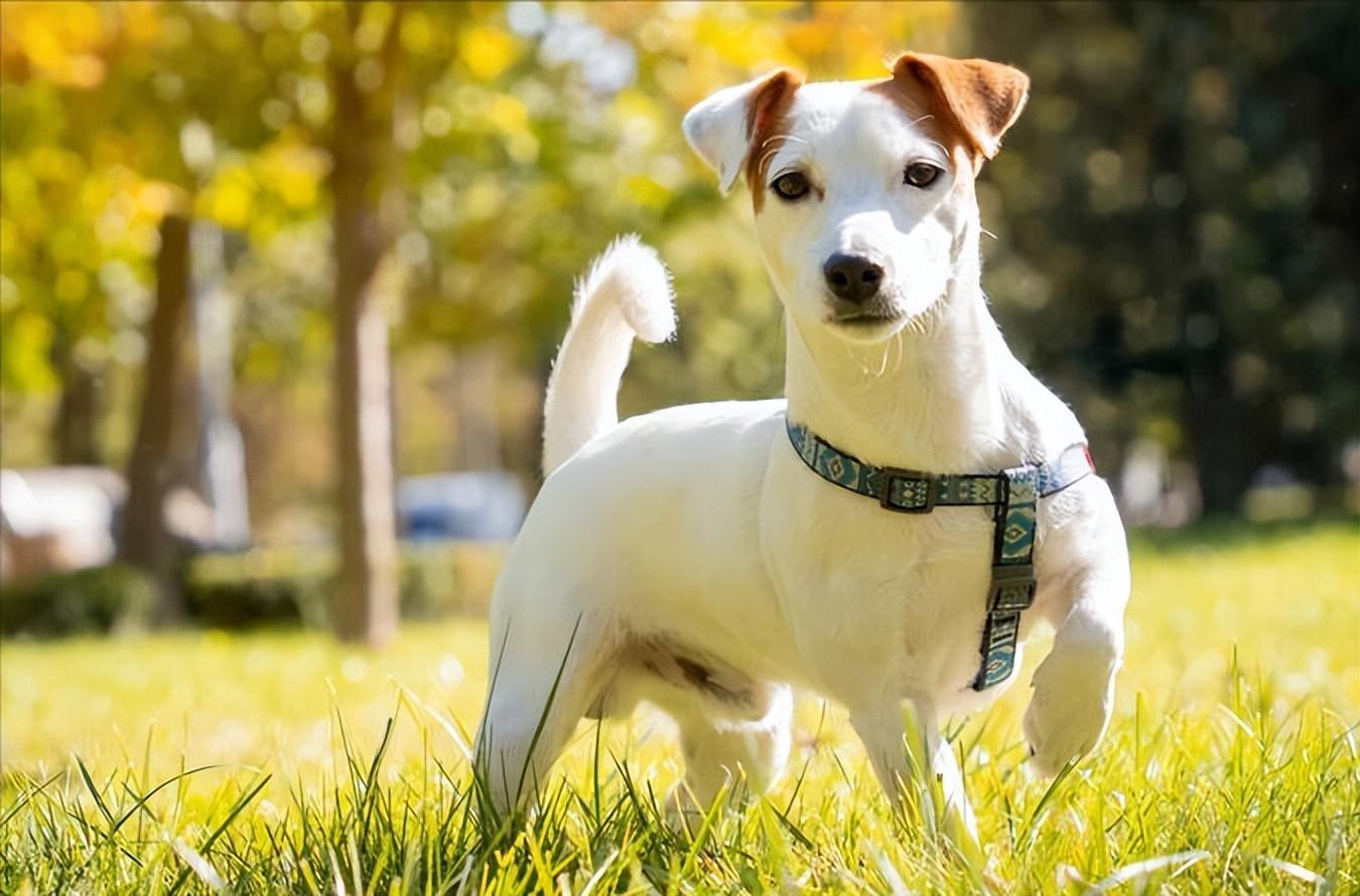 杰克罗素梗犬优缺点（杰克犬多少钱一只）