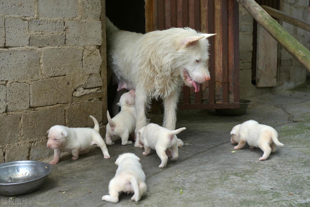 下司犬真的适合家养吗（详解：下司犬不适合家养的原因）