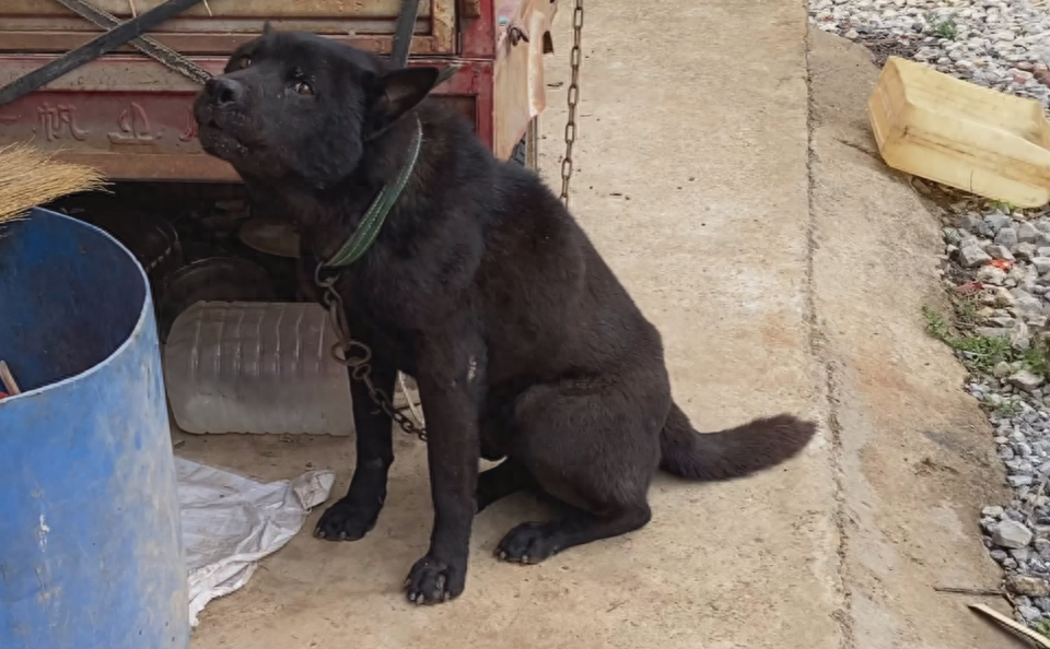 五黑狗的舌头都是黑的吗（附：五黑犬图片）