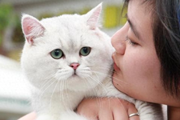 吸猫（吸猫有快感吗又是怎么吸的 呢）