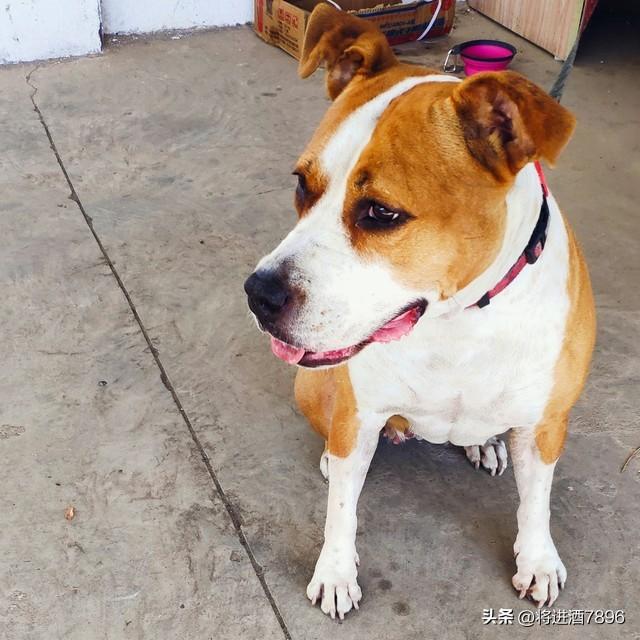 烈性犬是怎么分类的（烈性犬品种大全）