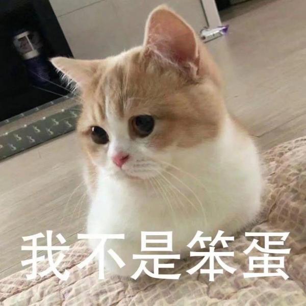 大脸猫图片卡通头像（最近很火的那个猫咪头像）