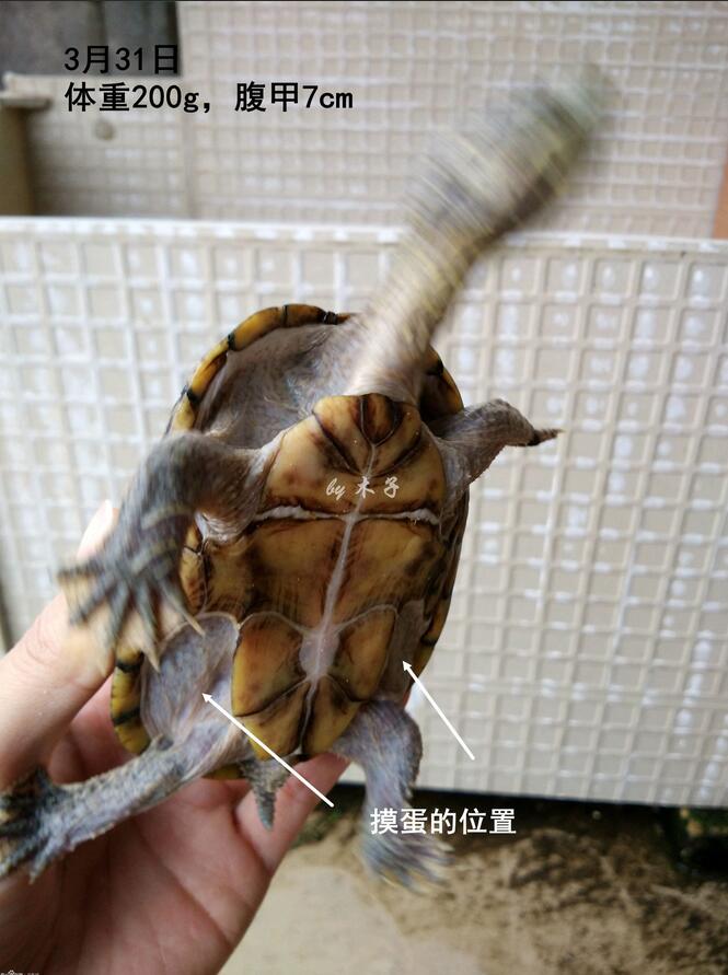 怎么知道乌龟怀孕了（乌龟怀孕后护理方法及注意事项）