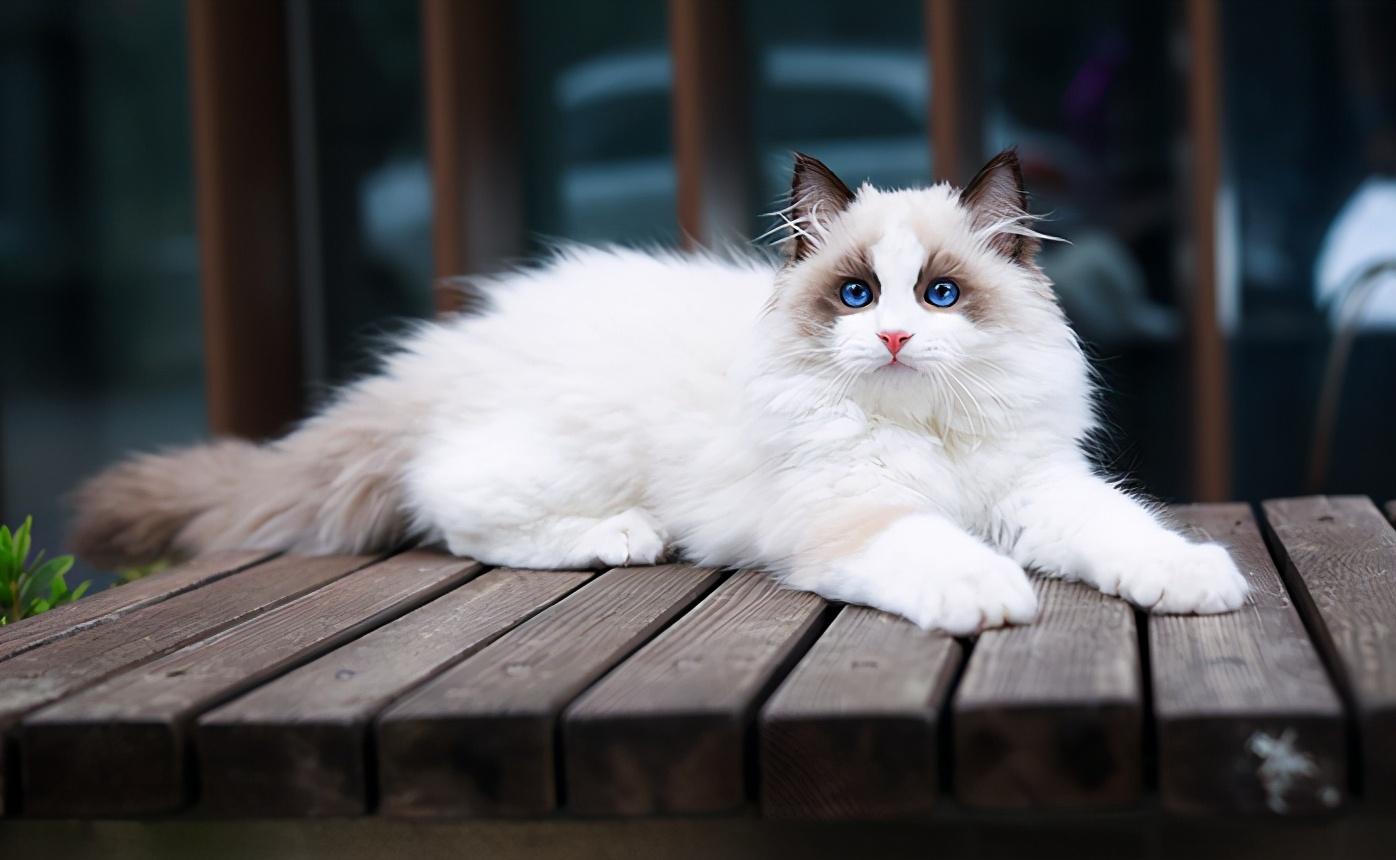 布偶千万不能养公猫（布偶公猫好还是母猫好）