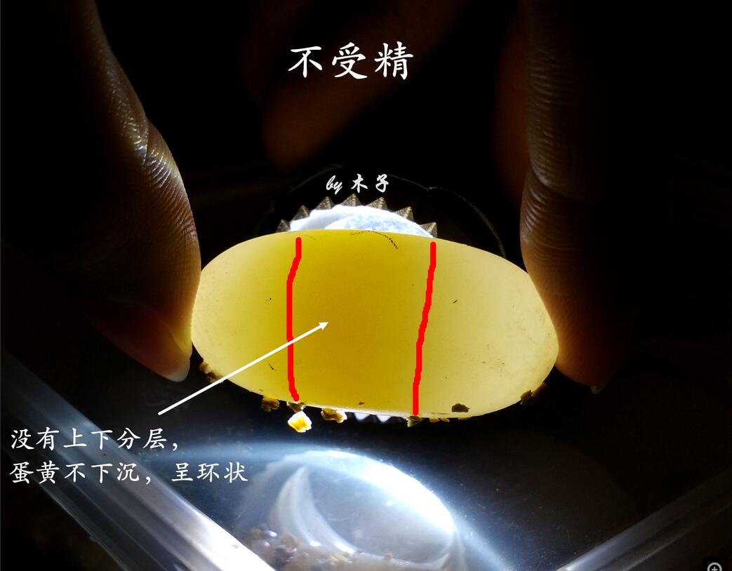 怎么知道乌龟怀孕了（乌龟怀孕后护理方法及注意事项）