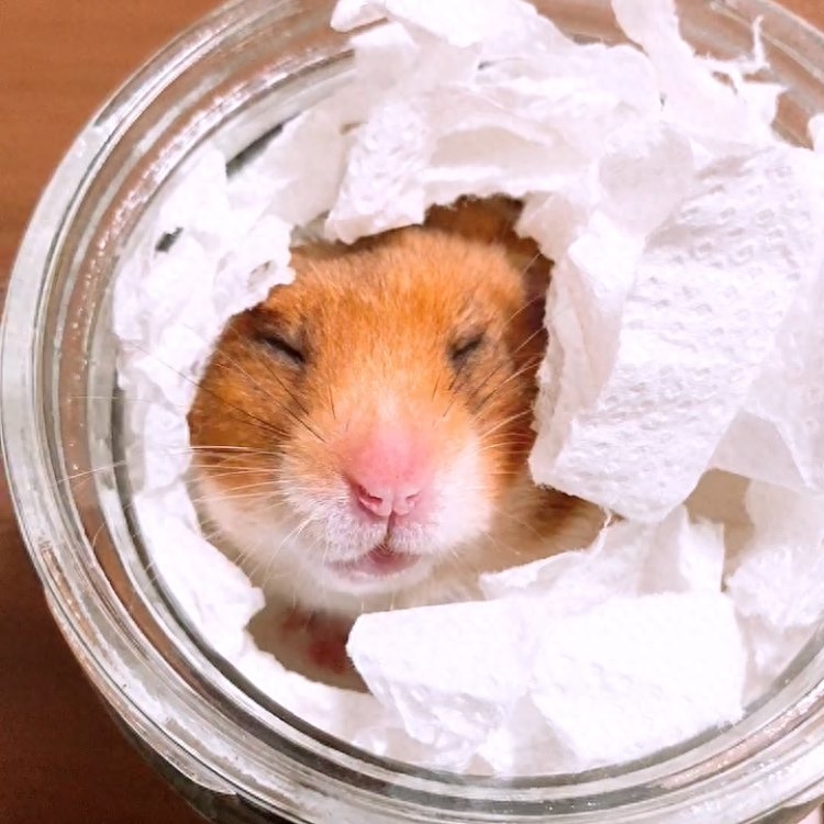 怎么救奄奄一息的仓鼠（注意：仓鼠进入会冬眠假死状态会一睡不起）