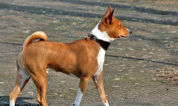 世界上最傻的是什么品种的狗（附：最厉害的狗排名前十）