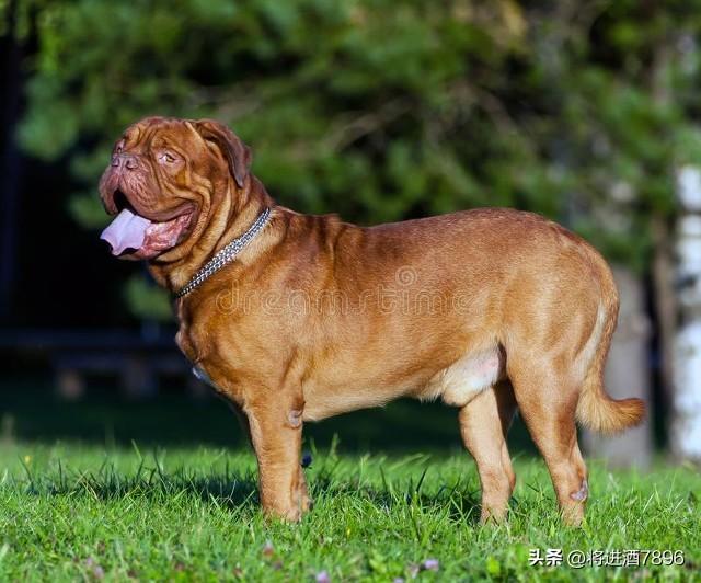 烈性犬是怎么分类的（烈性犬品种大全）