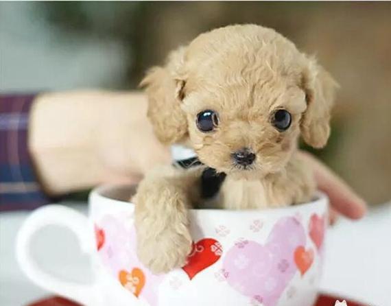 茶杯犬好不好养（详解：不养茶杯犬的6大原因）